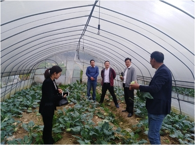 文成:省科技特派员徐明飞文成糯米山药产业技术团队专家工作室授牌成立