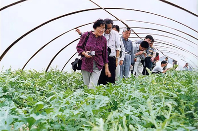 大棚西瓜托起“甜蜜”致富路 温岭西瓜产业发展30多年农业技术的研究