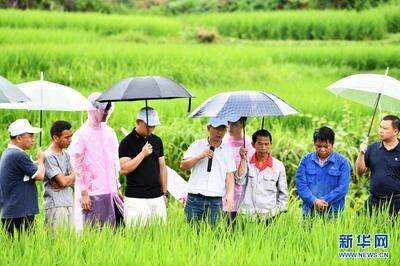 农业专家田间地头“会诊”忙 贵州麻江的农业技术革新之路