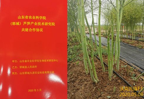 山东省农业科学院芦笋产业技术研究院成立 农业技术研究的新里程碑