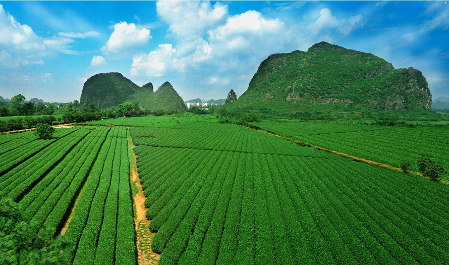 智慧农业赋能桂林茶产业 精细化种植引领技术革新