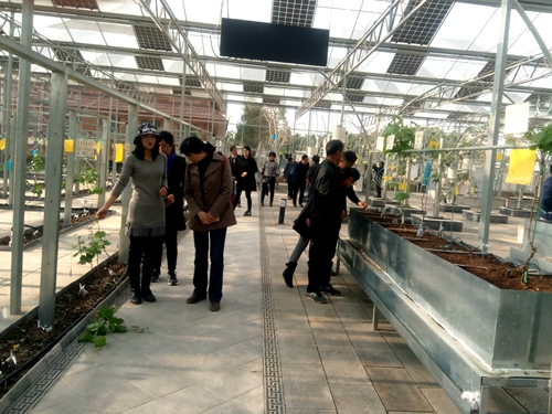 昆明市农业科学研究院科技人员到大理州宾川县指导、交流人参果的栽培技术
