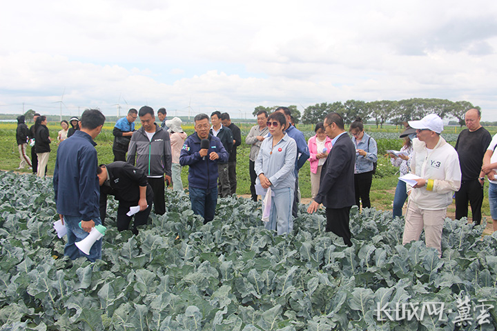 河北省露地蔬菜创新团队举办坝上露地蔬菜提质增效技术观摩会
